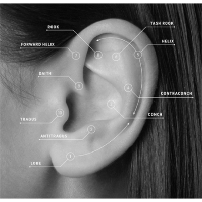  ear shape picture